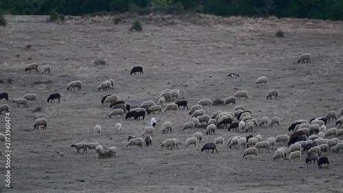 A large flock of white and black sheep grazes across a dry, sparse pasture on a hillside.