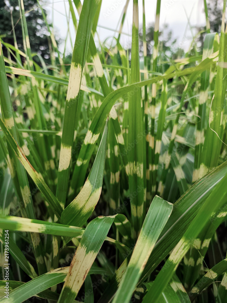 Obraz premium Close up of variegated ornamental grass leaves with cream striped patterns and fresh green foliage, natural botanical texture background in soft daylight. 