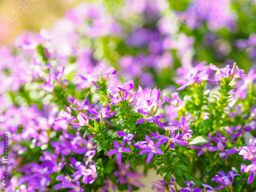 暑い夏の花壇を彩る花々