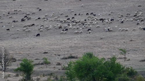 A large flock of white and black sheep grazes across a dry, sparse pasture on a hillside.