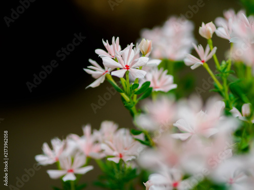 暑い夏の花壇を彩る花々