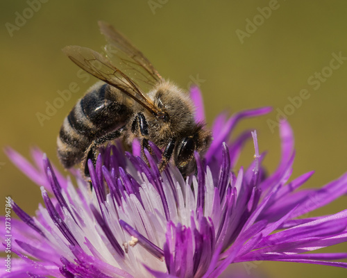Obraz na płótnie A Hard-Working Bee is Picking Pollen from a Pink Thistle-Like Flower in Late Sum