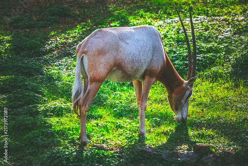 Foto Scimitar Oryx grazes on lush green grass in the sunlight