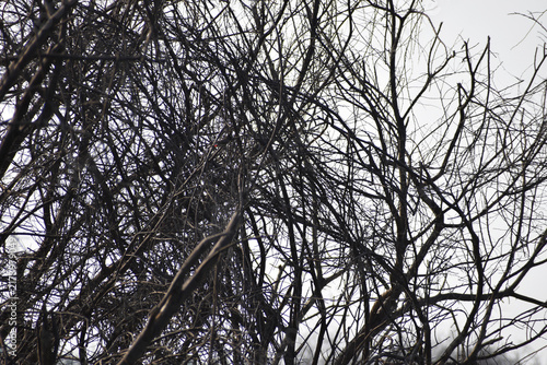branches of a tree