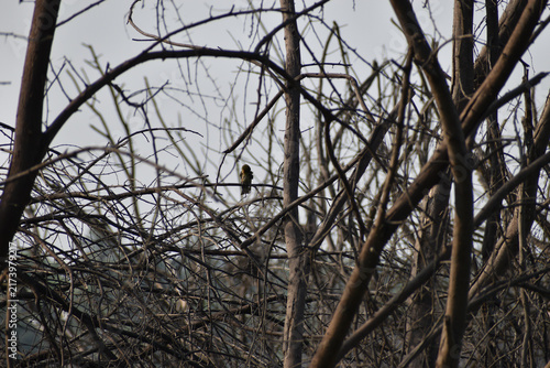 branches of a tree