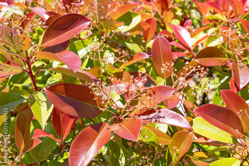 Bright red new leaves of red-tip photinia in spring sunlight