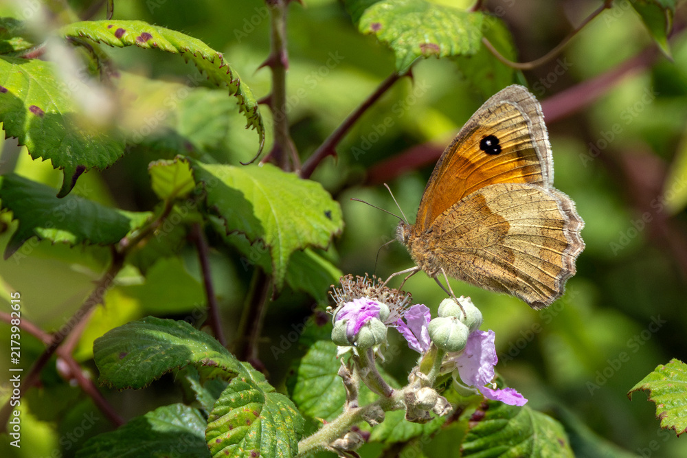 Naklejka premium Gatekeeper butterfly on bramble