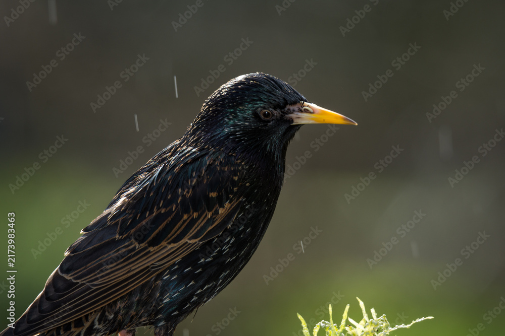 Fototapeta premium closeup of a starling in its winter colors