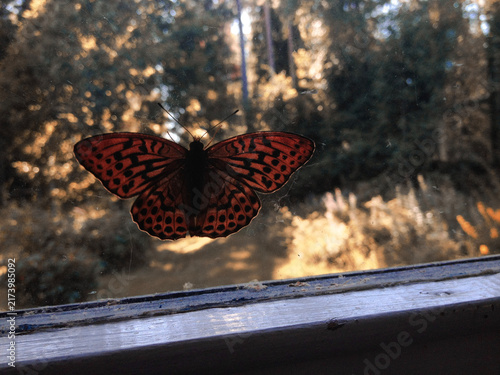 Orange and Black Butterfly on a Window in Autumn