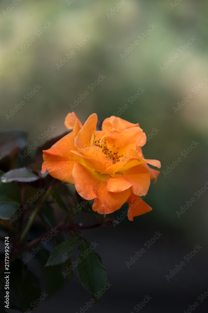 Fototapeta premium Closeup of single flower of Rose (Rosa ' Precious Amber') in a garden in late summer