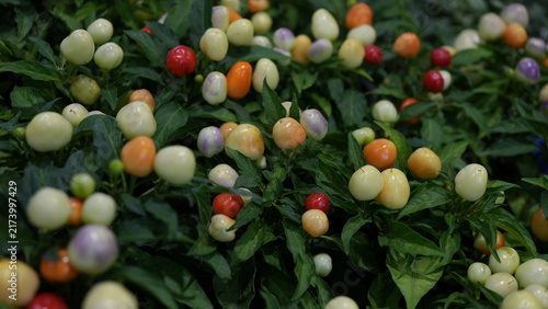 Colorful Ripening Ornamental Peppers (Color-changing pepper, Multicolored pepper)