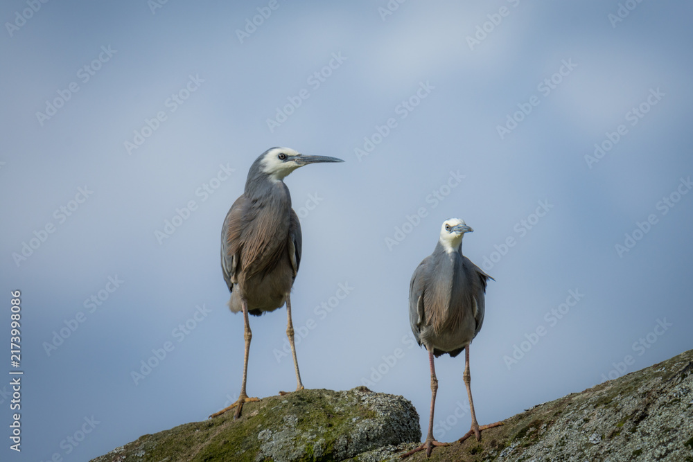 Obraz premium Close up of White faced or blue Heron on rock