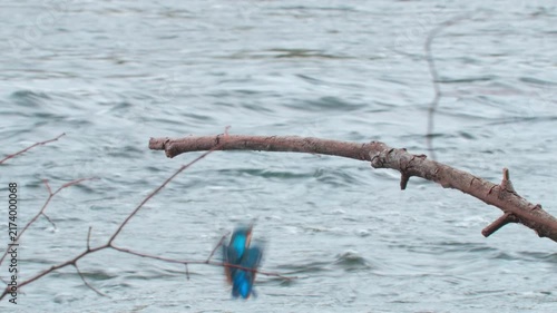 Stunning 4K close-up video of a colorful kingfisher perched quietly on a branch above a flowing river. Detailed natural wildlife footage capturing the bird’s plumage, alert posture