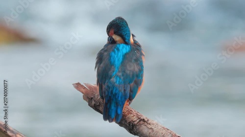 Stunning 4K close-up video of a colorful kingfisher perched quietly on a branch above a flowing river. Detailed natural wildlife footage capturing the bird’s plumage, alert posture