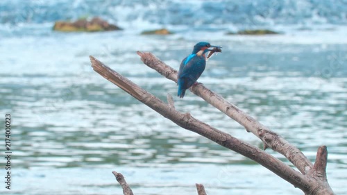 Detailed 4K close-up wildlife video of a colorful kingfisher eating a fish while perched on a branch above a flowing river. 