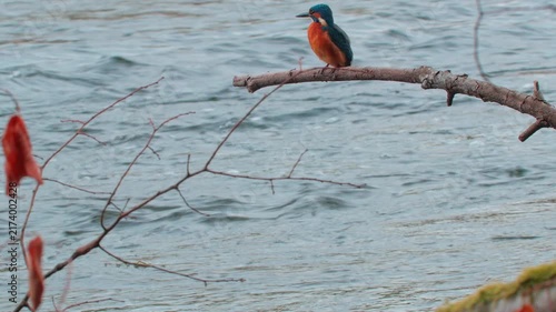 Stunning 4K close-up video of a colorful kingfisher perched quietly on a branch above a flowing river. Detailed natural wildlife footage capturing the bird’s plumage, alert posture