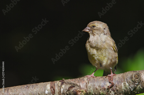 Fotografía Diseased European Greenfinch, Chloris chloris, Sitting On A Branch Showing Signs