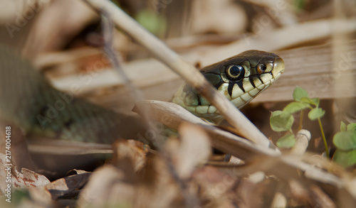 Konstfotografi Close Up Head Of A Grass Snake, Natrix natrix Poking Out Of The Undergrowth, Nor