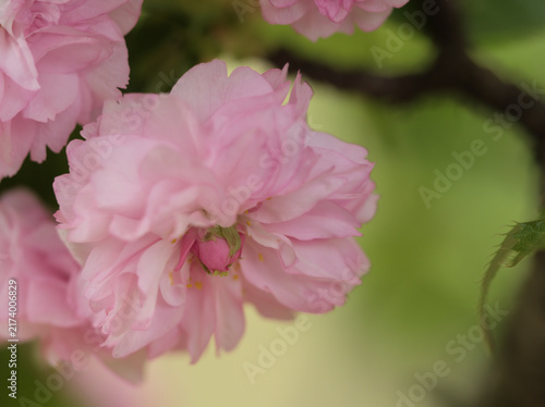 Canvastavla 4月に美しく咲いたピンク色のサクラ「氷見久津呂菊桜（ヒミクズロキクザクラ）」