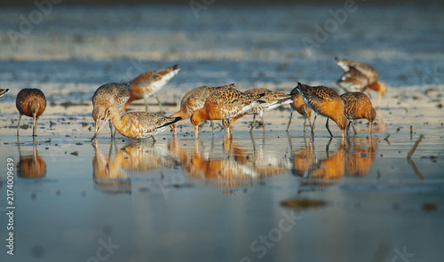 фотографія Group of Black Tailed Godwits, Limosa, limosa, In Breeding Summer Plumage Feedin