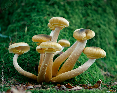 Bild auf Leinwand Honey Fungus, Armillaria mellea Growing At The Base Of A Moss Covered Tree, New