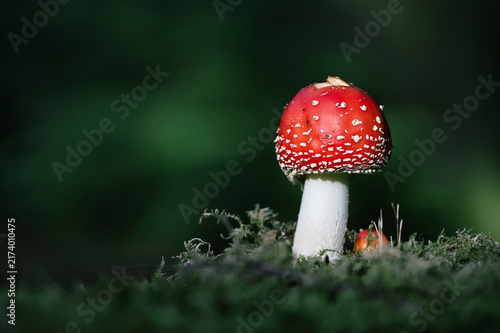 Картината върху платно One Young, Single Fly Agaric Mushroom, Amanita muscaria, Growing On MOss On the