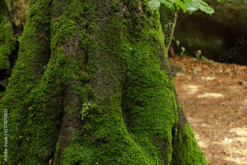 Detailed view of a textured tree bark heavily blanketed with vibrant green moss, showcasing forest floor details in the background