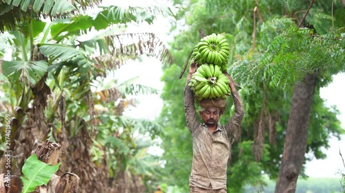 Labour  carrying banana stems out of the agricultural field.