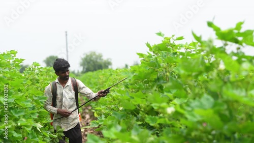 Young indian farmer spraying pesticide at green cotton agriculture field 