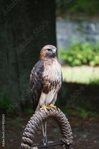 Obraz na płótnie Myszołów rdzawosterny (Buteo jamaicensis) siedzący spokojnie w naturalnym środowisku