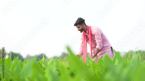 Young indian farmer analyse at green turmeric agriculture field 