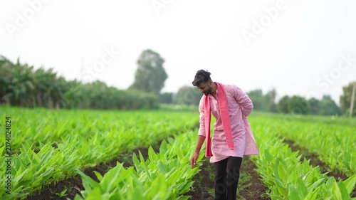 Young indian farmer analyse at green turmeric agriculture field 