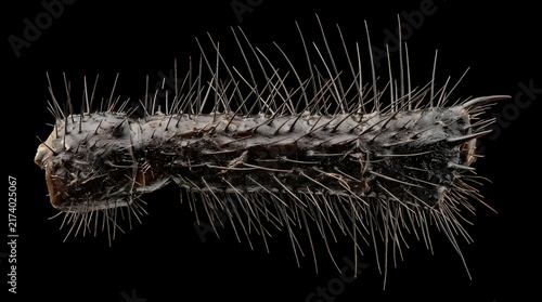 Macro view showing a dark brown caterpillar covered in stiff sharp needles crawling through the night representing nature and wildlife survival strategies in the forest for biology research