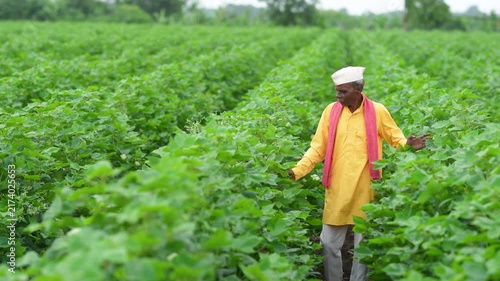 Senior indian farmer at cotton agriculture field