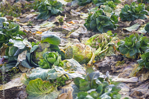 Foto Rows of green cabbage heads at various decay stages in field at end of harvest season