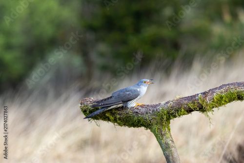 Quadro su tela Adult common cuckoo calling on a mossy branch