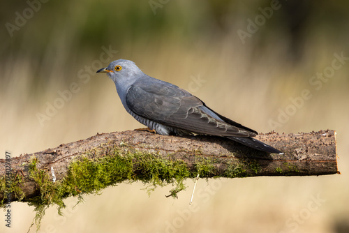 Photography Adult common cuckoo perched on a mossy log
