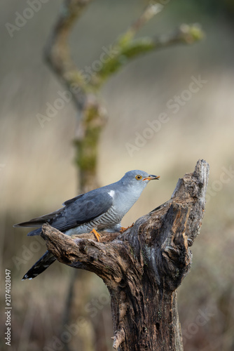 Photography Adult common cuckoo holding prey on a stump