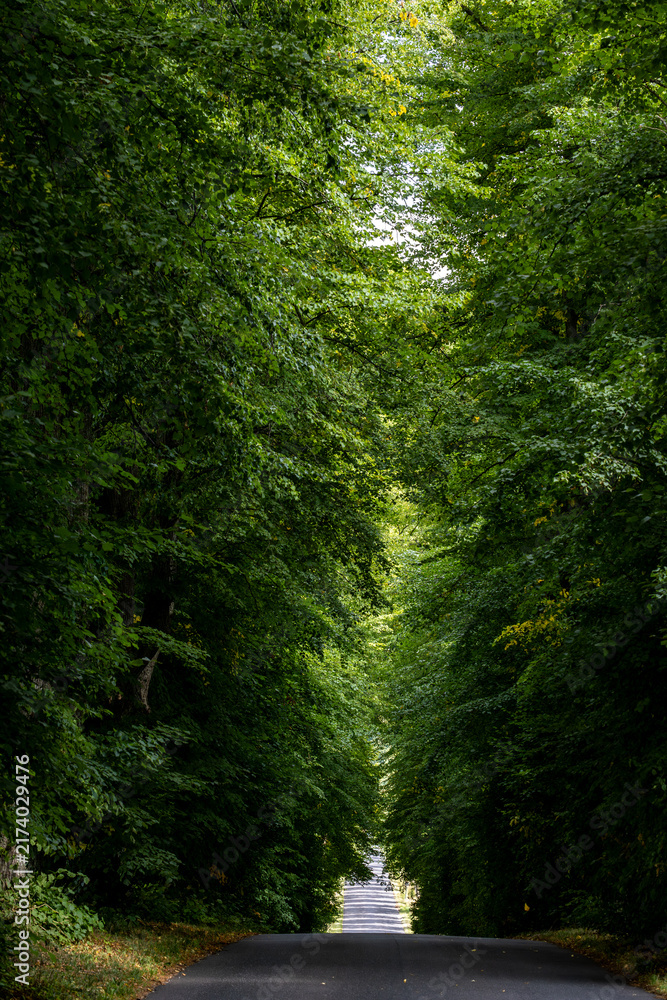 Fototapeta premium Roskilde, Denmark A beautful tree-lined road in the countryside.