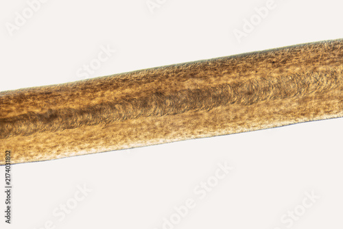 Microscopic view of human hair reveals elongated shaft, layered cuticle, and brown pigmentation. Human hair stretches diagonally across pale background, revealing surface texture under magnification
