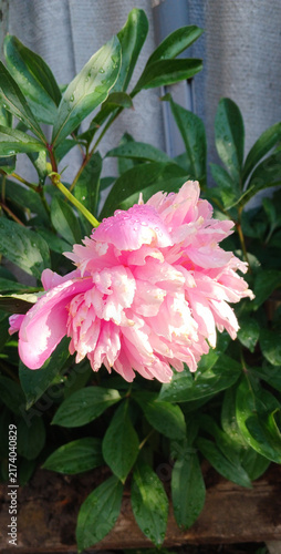 Konstfotografi Blooming pink peony flower with dew drops in garden