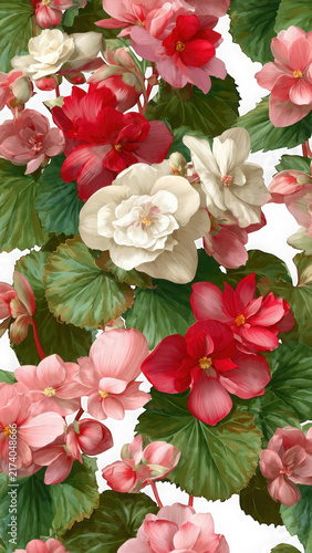 Close-up of colorful blooming begonias with green leaves