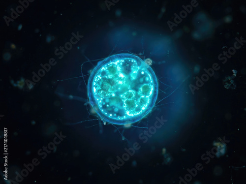 Microscopic view of glowing dinoflagellate, showcasing its vibrant structure and details