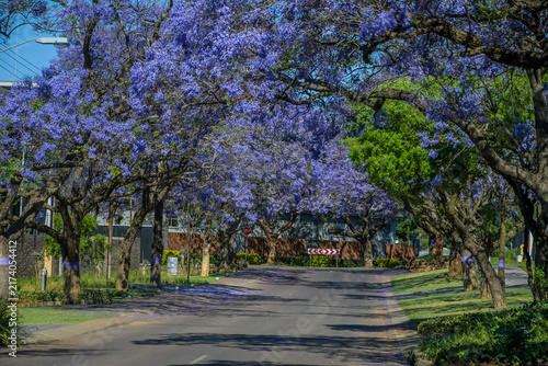Obraz na płótnie A picturesque street lined with vibrant purple jacaranda trees in full bloom in