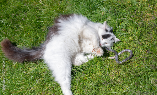 Canvas Print Adorable cat in summer nature play with snake