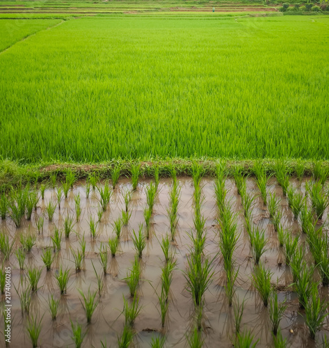 Fotografie Rows of young rice plants growing in waterlogged soil in the foreground, with lush mature rice plants in the background