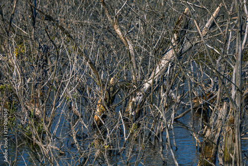 Branches of Dry Trees in Water