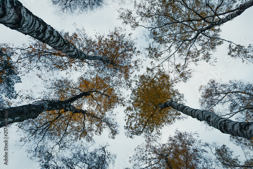 Looking Up at Trees in Forest, Low Angle Shot