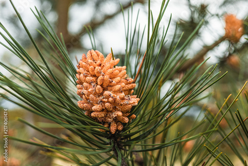 Green Young Pine in Blossom