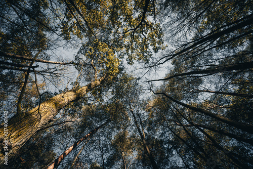 Looking Up at Trees in Forest, Low Angle Shot
